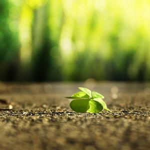 欧美A片视频在线观着
